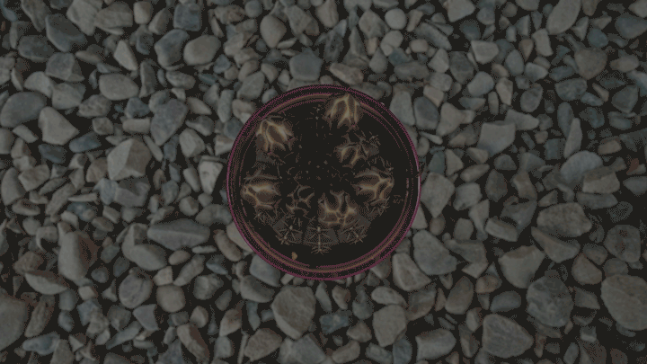 Business Development